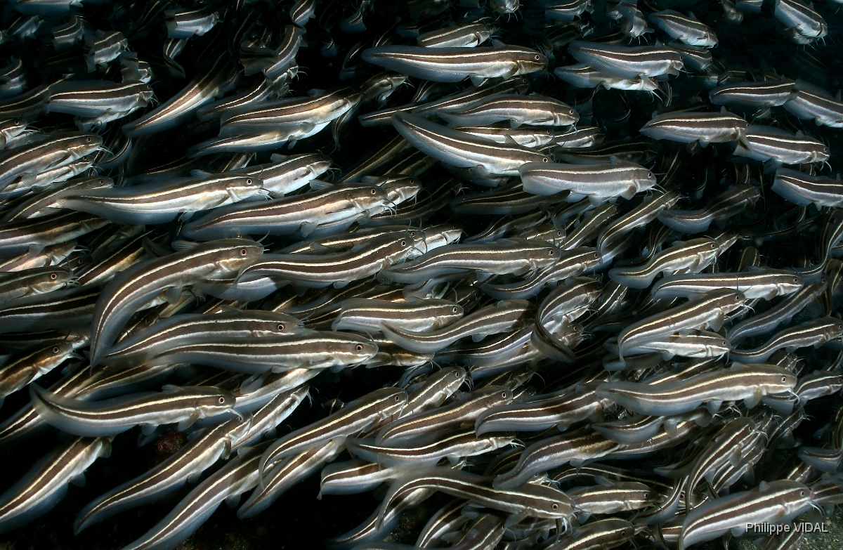 Bali 2016 - Striped catfish - Balibot raye - Plolosus lineatus - IMG_6131_rc.jpg